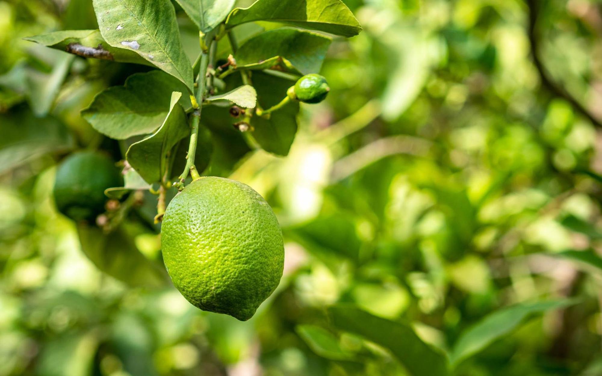 The Lemonary Marrakech Hotel Ouled Moumen Luaran gambar