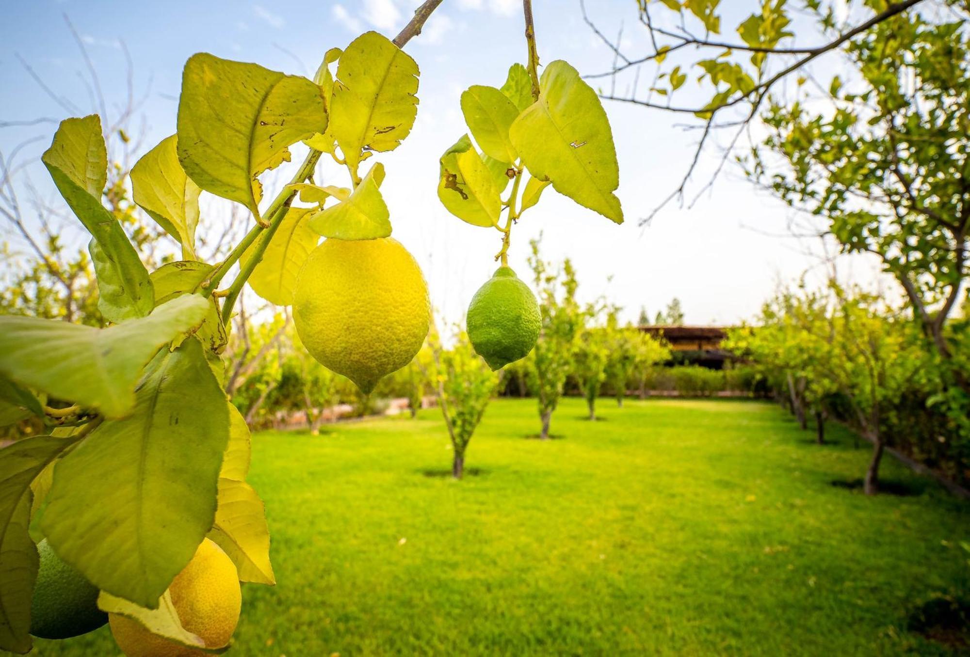 The Lemonary Marrakech Hotel Ouled Moumen Luaran gambar